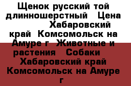 Щенок русский той длинношерстный › Цена ­ 7 000 - Хабаровский край, Комсомольск-на-Амуре г. Животные и растения » Собаки   . Хабаровский край,Комсомольск-на-Амуре г.